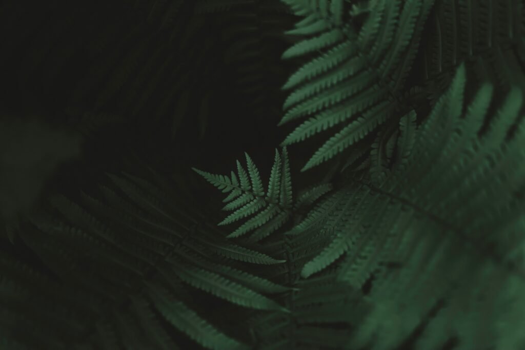 Beautiful dark green fern. Natural background